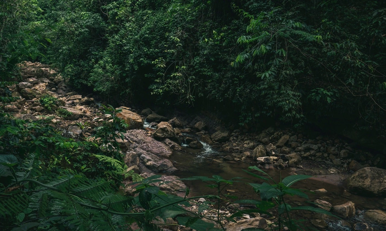 Early morning light breaking through the Amazon rainforest canopy near a dark river. The air is thick, the trees enormous, mist hanging between the trunks.