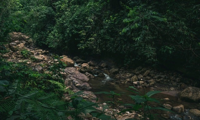 Early morning light breaking through the Amazon rainforest canopy near a dark river. The air is thick, the trees enormous, mist hanging between the trunks.